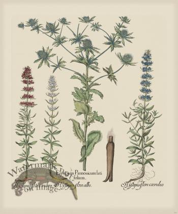 Besler 283 Colored  B2